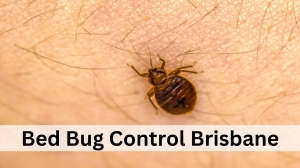 How to Get Rid of Bed Bugs in Your Bedroom?